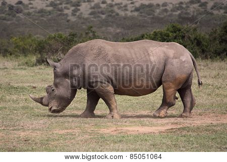 old rhino