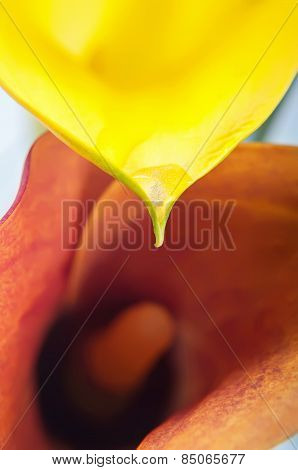 Macro Of Two Calla Flowers