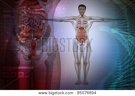 human anatomy