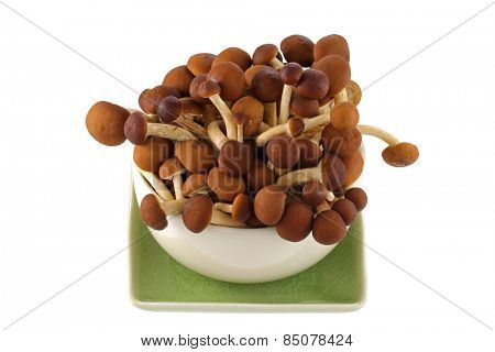 A bowl of fresh Yanagi mutsutake Mushroom isolated on white