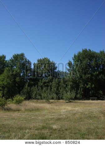Hainault Forest 15