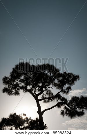 The silhouette of a Sand Pine tree, Pinus clausa, growing in Florida at sunset.