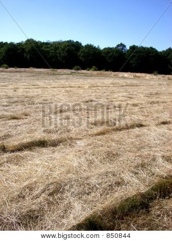 Hainault Forest 20