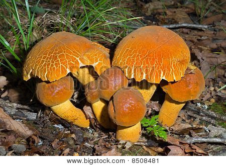 버섯 (leccinium Extremiorientale)