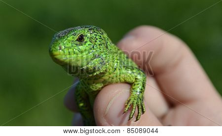 Green lizard in a hand.