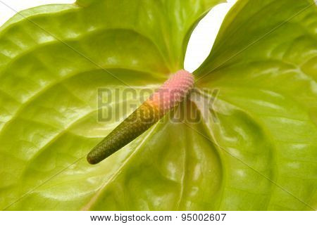 Green Anthurium With  Pink Spadix