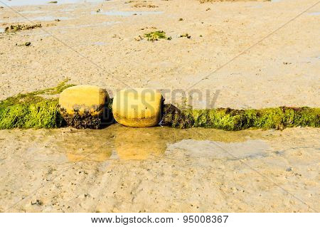 Old Buoy Cover By Green Algea