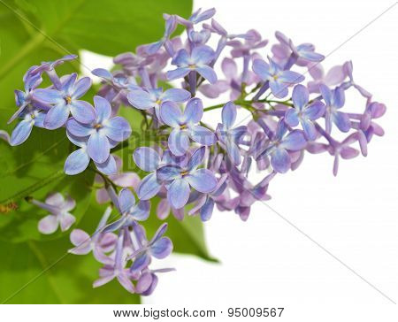 Lilac