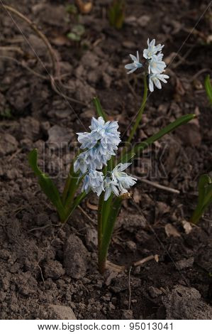 White flowers in soil