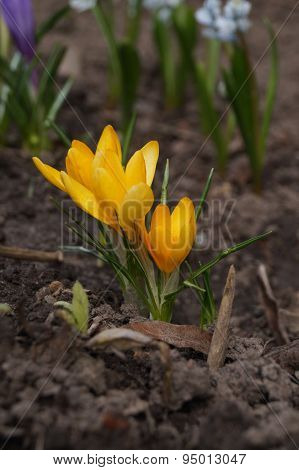 Yellow flower in soil