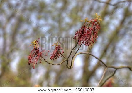 Acer Rubrum
