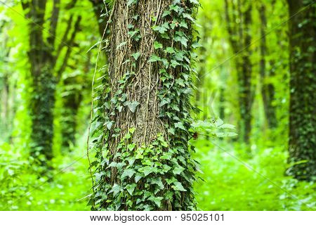 Beautiful Green Forest