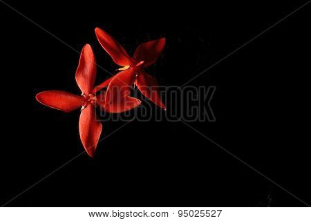 Red Rubiaceae Flower Isolate On Black Background