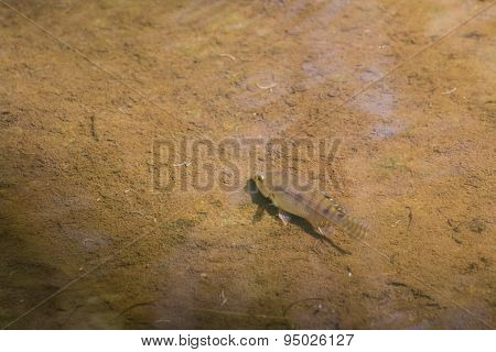Nilotica fish swim in the river