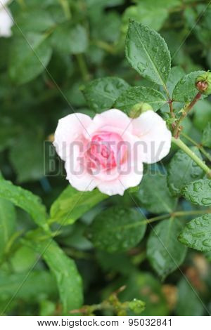 pink rosebud closeup