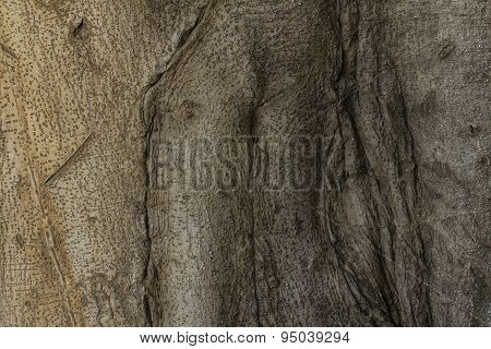 Gnarled Tree Roots