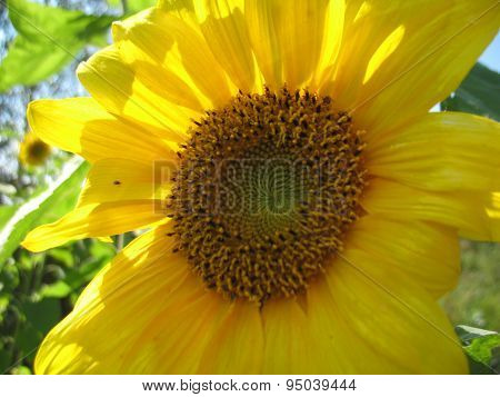 Sunflower