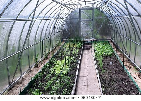 Growing Vegetables In Greenhouses
