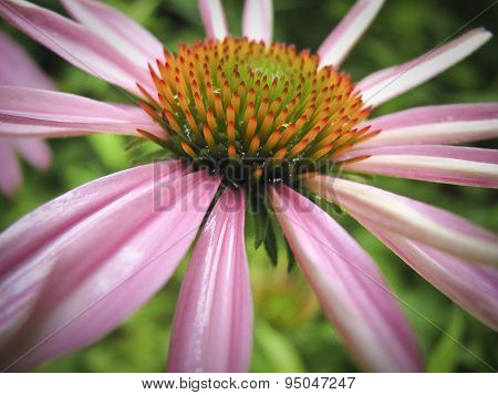 Striking pink flower