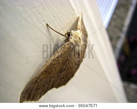 Furry moth