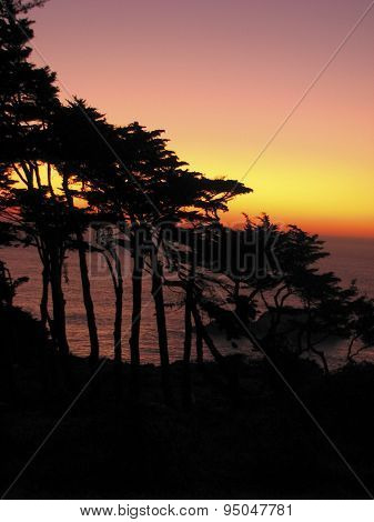 Grove in silhouette