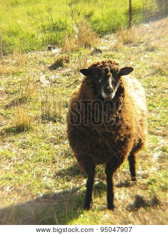 Brown sheep