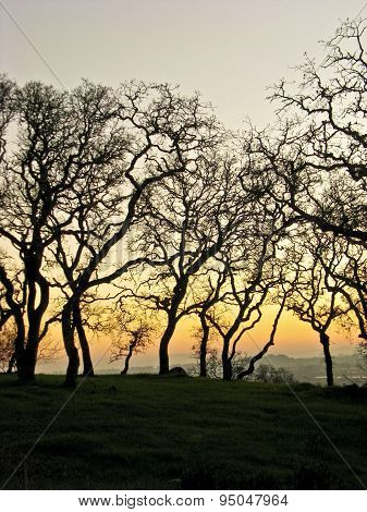 Grove in silhouette