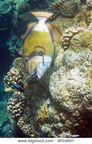 Oceano Indiano.