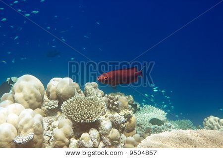 Oceano Indiano. Pesci coralli. Maldive