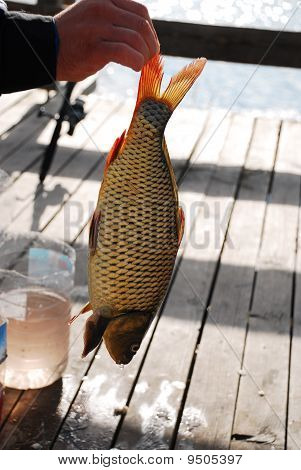 Karpe fisk