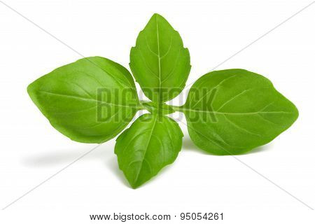 Basil