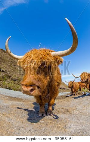 Highland Red Cow