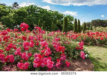 Roses Bed On Garden Landscape
