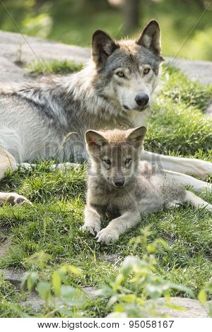 Timber Wolf pup and mother