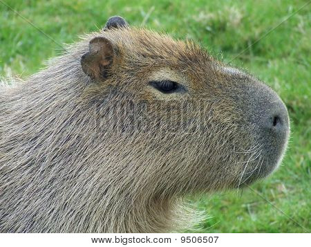 Capivara