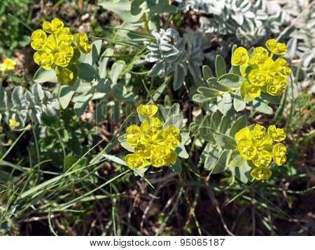 Euphorbia Stepposa Flowers