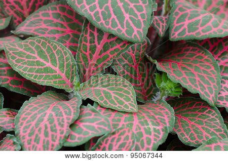 Episcia Leaf Background