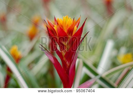 Colorful Bromeliad Flower