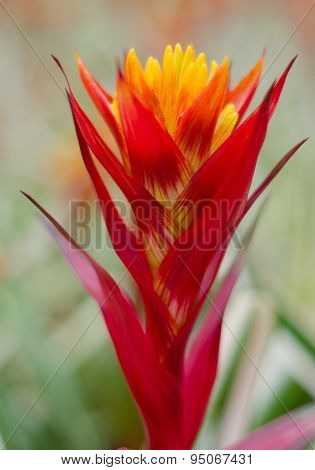 Colorful Bromeliad Flower