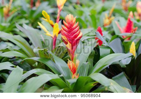 Colorful Bromeliad Flower
