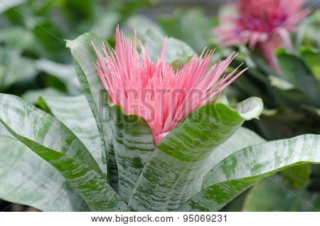 Bromeliad (aechmea Fasciata)