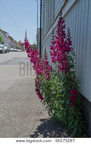 Sidewalk With Snapdragon Flowers
