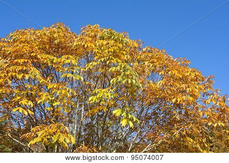 Horse chestnut tree