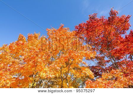 Autumn maple tree