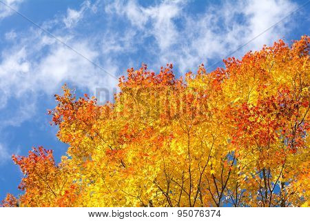 Gradient maple leaves
