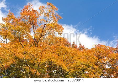 Orange maple tree