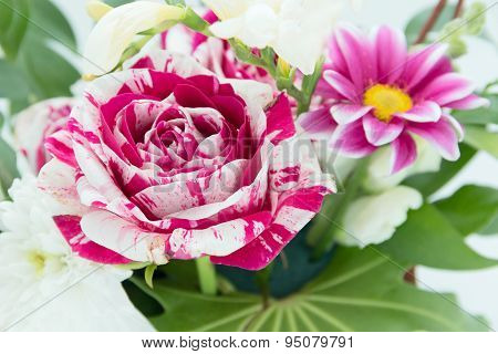 Flower Roses