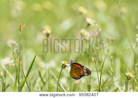 Butterfly and poaceae