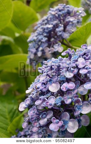 Ayesha Bigleaf Hydrangea