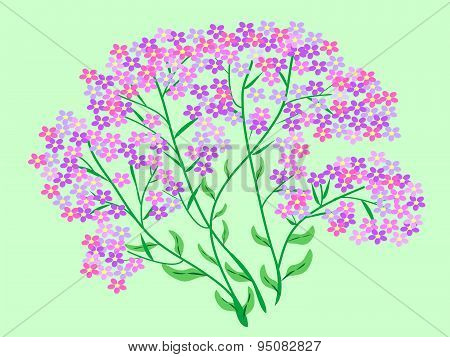 pink wild flowers natural background